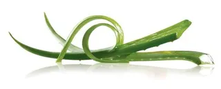 芦荟 PNG免抠