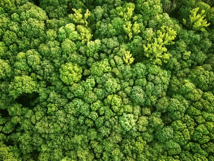 原始森林俯瞰图