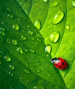 春夏天季节七星瓢虫昆虫绿叶，夏至摄影图