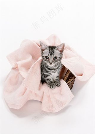 宠物猫血统jpg素材