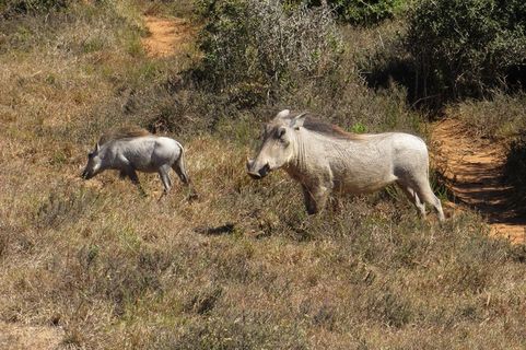 猪动物家畜畜生养猪农村牧场养殖黑猪野猪