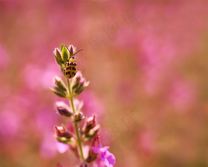 唯美鲜花上的昆虫高清图片