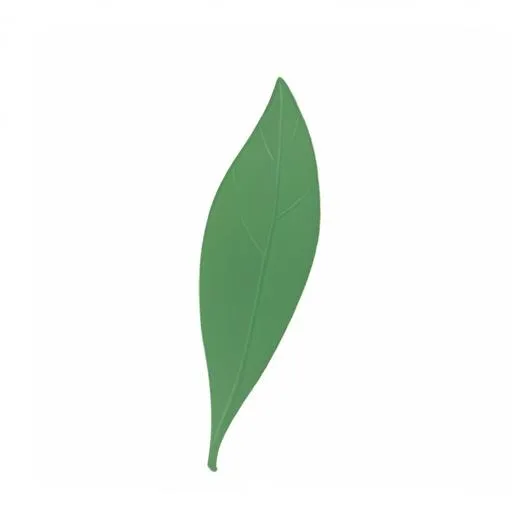 一片绿色叶子png免抠(2048x2048)