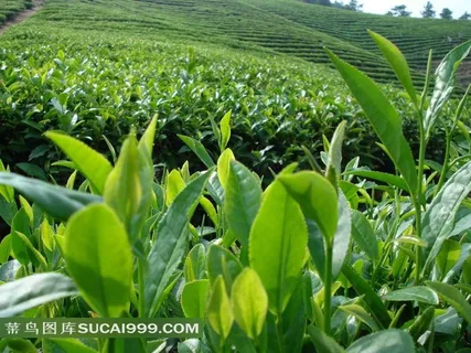碧绿的茶园图片 碧绿的茶园图片