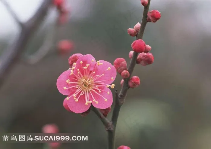 清新梅花图片