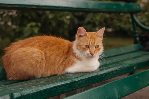 可爱猫咪猫猫摄影素材