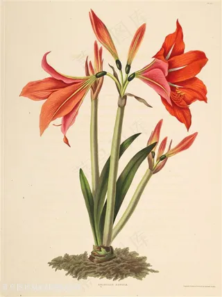 绝美古典花卉水彩插画