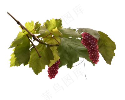 葡萄带叶的