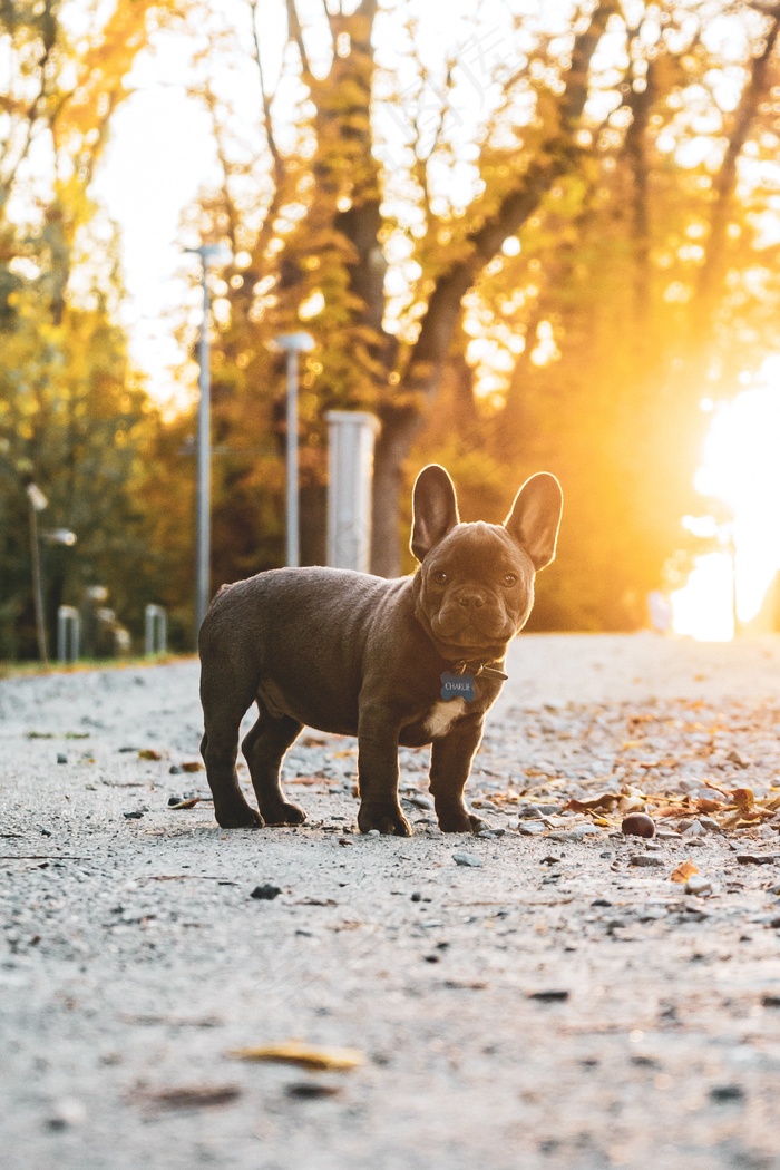 英国斗牛犬图片