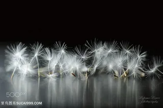 唯美蒲公英种子鲜花艺术摄影图片
