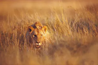 乱草丛中的狮子图片