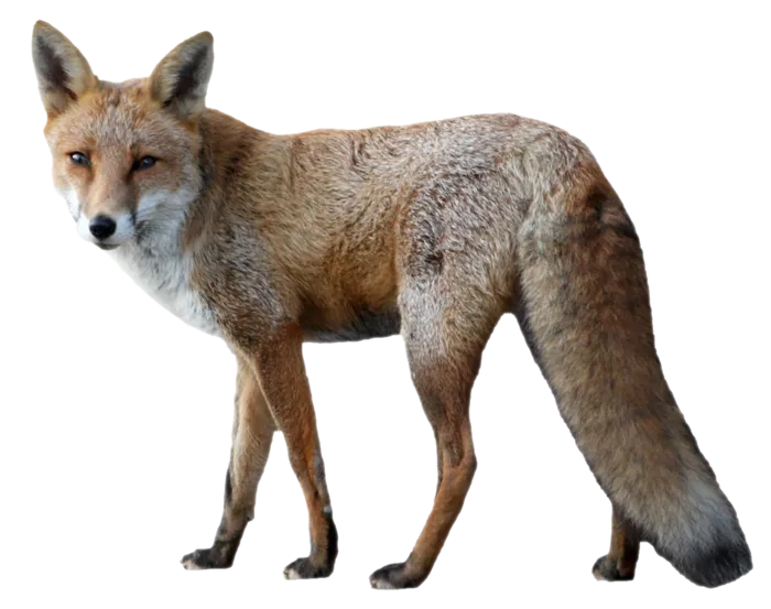 狐狸野兽动物