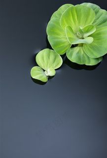 高清水中植物
