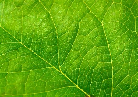 绿色树叶脉络特写高清图片