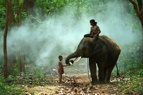 小孩给大象喂食的图片-005