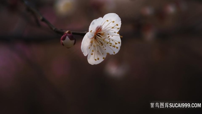 白色梅花独枝花林鲜花图片