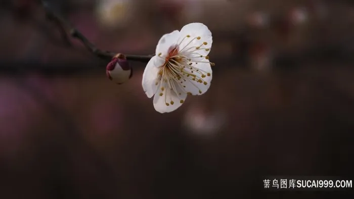 白色梅花独枝花林鲜花图片