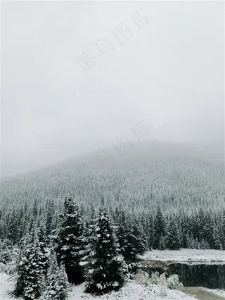 冬季白雪覆盖的树林素材图片