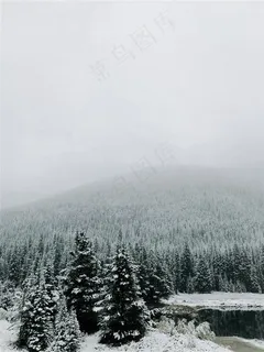 冬季白雪覆盖的树林素材图片 冬季白雪覆盖的树林素材图片