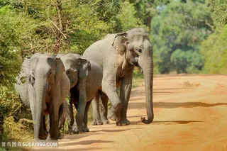 野生动物路上行走的泰国大象图片