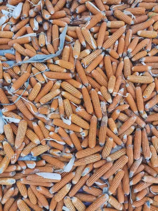 晒干的玉米棒子图片