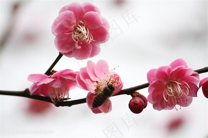高清一枝梅花特写摄影