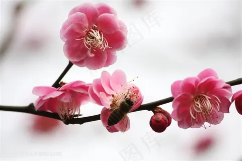 高清一枝梅花特写摄影 高清一枝梅花特写摄影