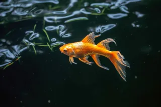 金鱼在池塘水里游曳水草摄影图