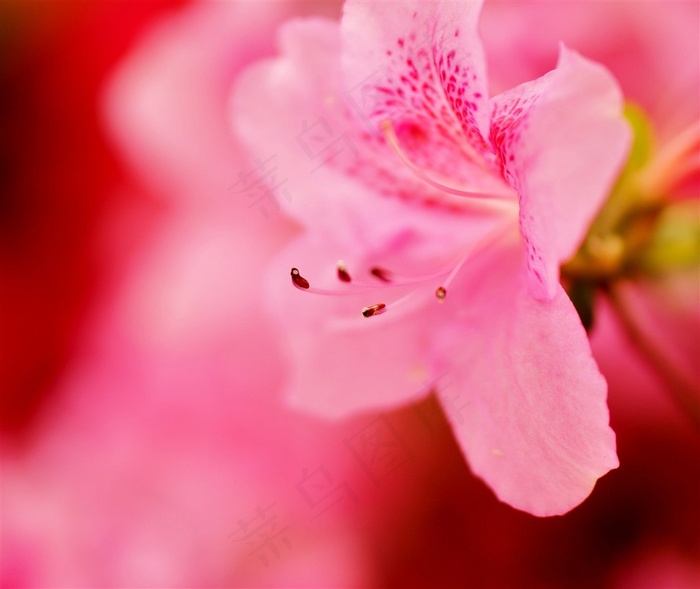 唯美粉色鲜花图片