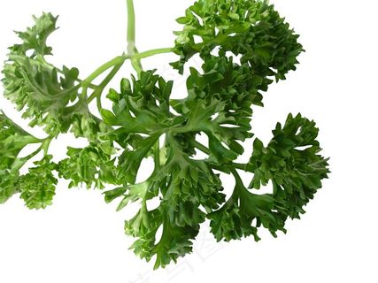 香菜高清白底图