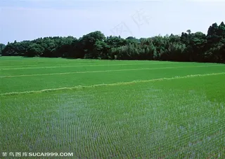 农作物-小丘林旁边的稻田里种植着水稻
