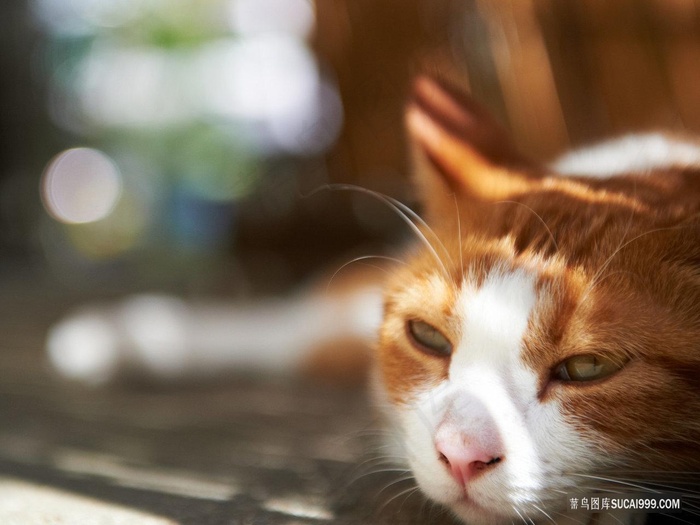 慵懒户外晒太阳的橘猫猫咪图片