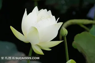 高清摄影图白色荷花