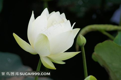 高清摄影图白色荷花 高清摄影图白色荷花