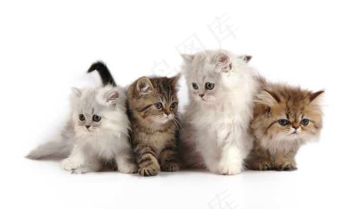 可爱小猫图片下载
