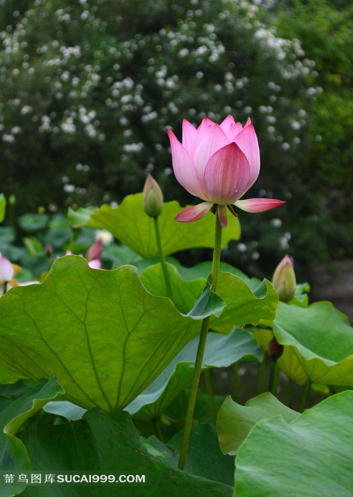 荷塘里的荷花图片