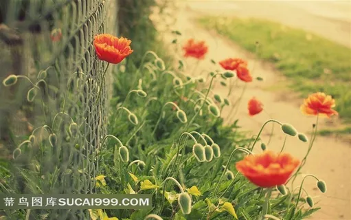 唯美鲜花铁丝网素材