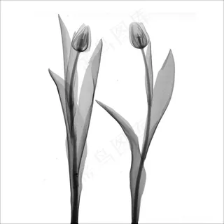 唯美黑白百合花装饰画