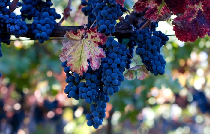 天然绿色食品水果图片