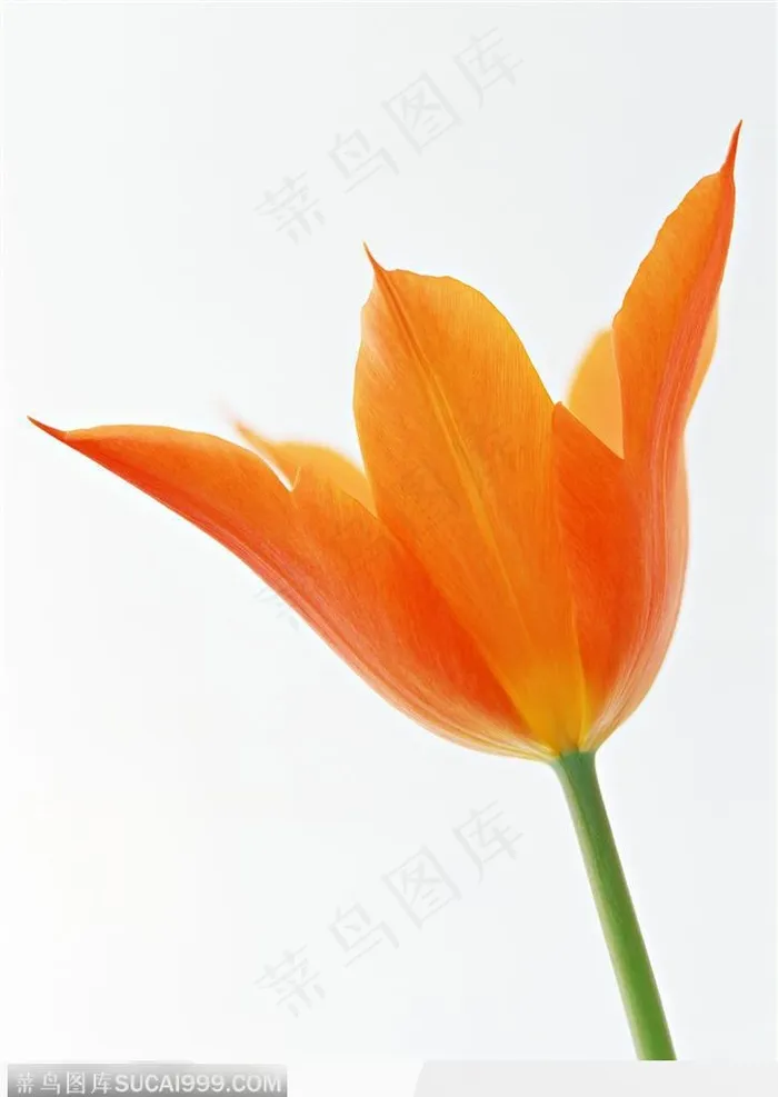 花的彩绘-红褐色郁金香