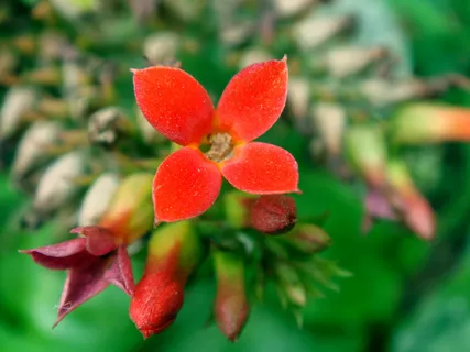 长寿花开花图片 长寿花开花图片