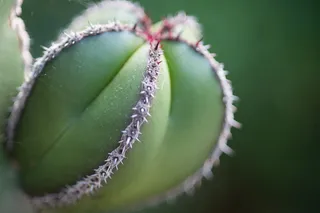 仙人球类植物图片