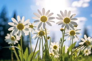 阳光下的小雏菊摄影图