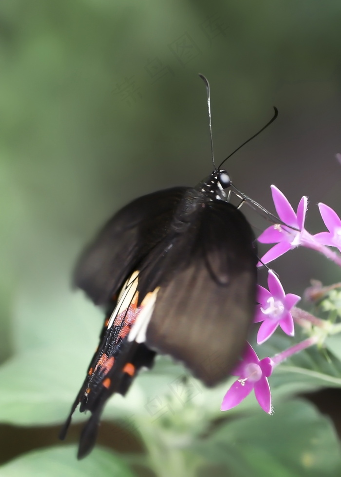 黑色唯美花蝴蝶图片