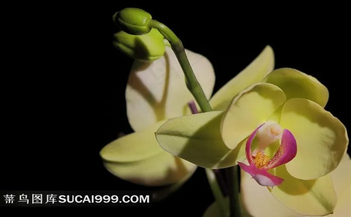 五唇兰花摄影图片