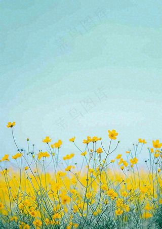 春天花海小黄花清新鲜花，蓝天春分