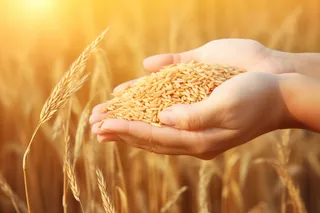 秋天丰收季手捧着粮食摄影图