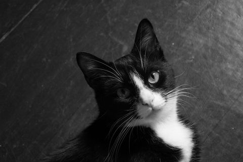 黑色猫咪呆萌图片 黑色猫咪呆萌图片