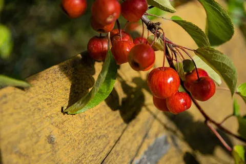 红色小苹果图片 红色小苹果图片