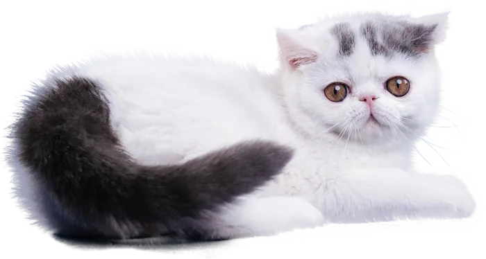 免扣素材实物猫咪摄影
